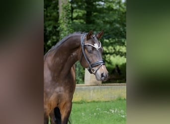 Deutsches Reitpony, Wallach, 9 Jahre, 148 cm, Brauner