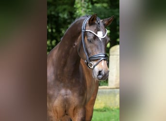 Deutsches Reitpony, Wallach, 9 Jahre, 148 cm, Brauner