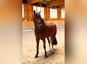 Deutsches Reitpony, Wallach, 9 Jahre, 148 cm, Brauner