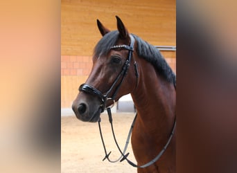 Deutsches Reitpony, Wallach, 9 Jahre, 148 cm, Brauner