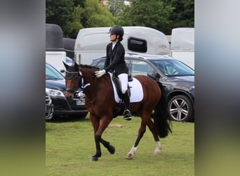 Deutsches Reitpony, Wallach, 9 Jahre, 148 cm, Brauner