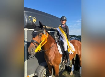 Deutsches Reitpony, Wallach, 9 Jahre, 148 cm, Brauner