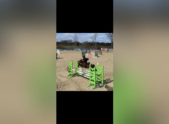 Deutsches Reitpony, Wallach, 9 Jahre, 148 cm, Brauner