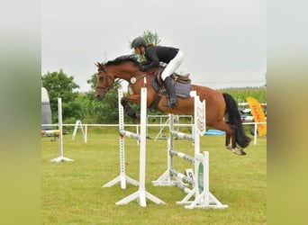 Deutsches Reitpony, Wallach, 9 Jahre, 148 cm, Brauner