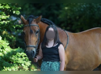 Deutsches Reitpony Mix, Wallach, 9 Jahre, 148 cm, Brauner