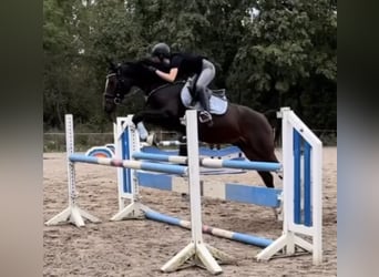 Deutsches Reitpony, Wallach, 9 Jahre, 148 cm, Brauner