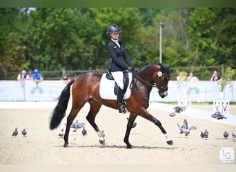 Deutsches Reitpony, Wallach, 9 Jahre, 148 cm, Brauner