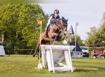Deutsches Reitpony, Wallach, 9 Jahre, 148 cm, Brauner