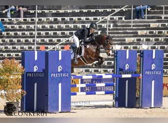 Deutsches Reitpony, Wallach, 9 Jahre, 148 cm, Brauner
