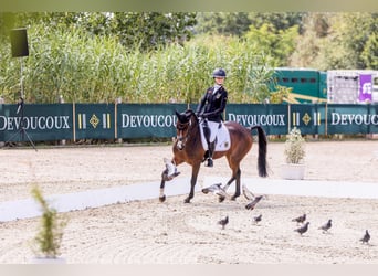 Deutsches Reitpony, Wallach, 9 Jahre, 148 cm, Brauner