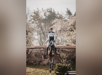 Deutsches Reitpony, Wallach, 9 Jahre, 148 cm, Brauner