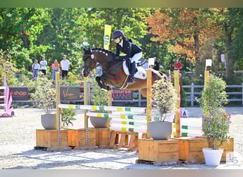 Deutsches Reitpony, Wallach, 9 Jahre, 148 cm, Brauner