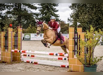 Deutsches Reitpony, Wallach, 9 Jahre, 148 cm, Buckskin