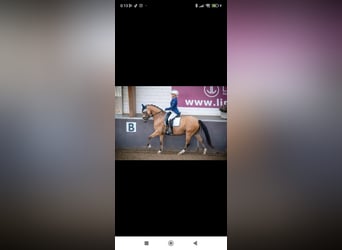 Deutsches Reitpony, Wallach, 9 Jahre, 148 cm, Buckskin