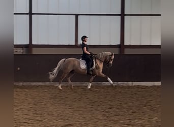 Deutsches Reitpony, Wallach, 9 Jahre, 148 cm
