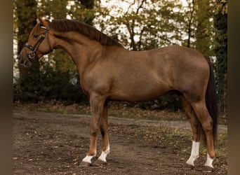 Deutsches Reitpony, Wallach, 9 Jahre, 148 cm, Dunkelfuchs