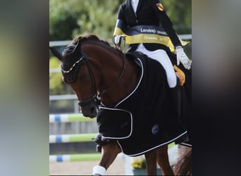 Deutsches Reitpony, Wallach, 9 Jahre, 148 cm, Dunkelfuchs