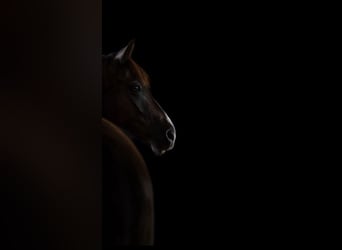 Deutsches Reitpony, Wallach, 9 Jahre, 148 cm, Falbe