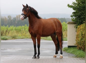 Deutsches Reitpony, Wallach, 9 Jahre, 148 cm