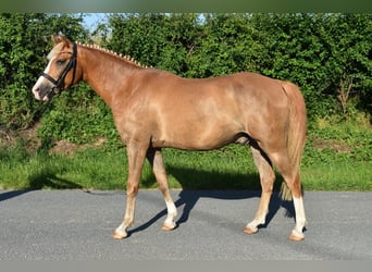 Deutsches Reitpony, Wallach, 9 Jahre, 148 cm, Fuchs