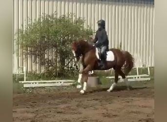 Deutsches Reitpony, Wallach, 9 Jahre, 148 cm, Fuchs