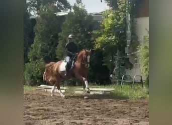 Deutsches Reitpony, Wallach, 9 Jahre, 148 cm, Fuchs