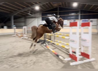 Deutsches Reitpony, Wallach, 9 Jahre, 148 cm, Fuchs