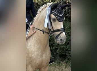 Deutsches Reitpony, Wallach, 9 Jahre, 148 cm, Palomino