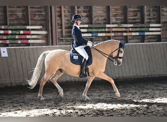 Deutsches Reitpony, Wallach, 9 Jahre, 148 cm, Palomino