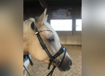 Deutsches Reitpony, Wallach, 9 Jahre, 148 cm, Palomino