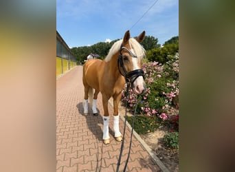 Deutsches Reitpony, Wallach, 9 Jahre, 148 cm, Palomino