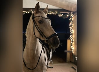 Deutsches Reitpony, Wallach, 9 Jahre, 148 cm, Palomino