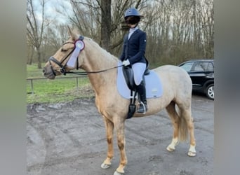 Deutsches Reitpony, Wallach, 9 Jahre, 148 cm, Palomino
