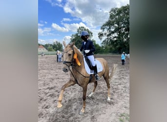 Deutsches Reitpony, Wallach, 9 Jahre, 148 cm, Palomino