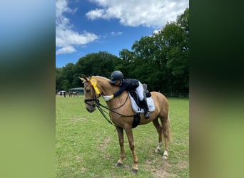 Deutsches Reitpony, Wallach, 9 Jahre, 148 cm, Palomino
