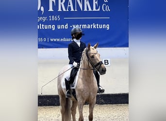 Deutsches Reitpony, Wallach, 9 Jahre, 148 cm, Palomino