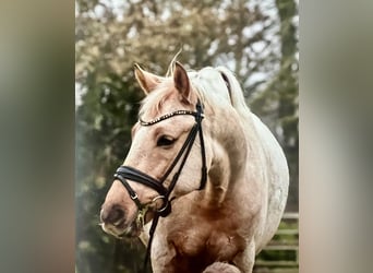 Deutsches Reitpony, Wallach, 9 Jahre, 148 cm, Palomino