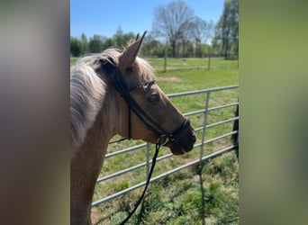Deutsches Reitpony, Wallach, 9 Jahre, 148 cm, Palomino