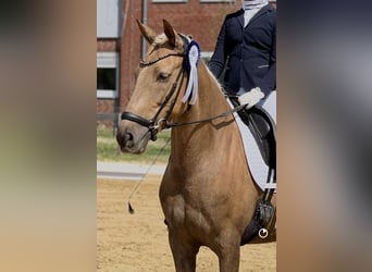 Deutsches Reitpony, Wallach, 9 Jahre, 148 cm, Palomino