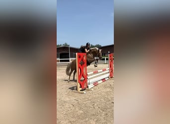 Deutsches Reitpony, Wallach, 9 Jahre, 148 cm, Palomino