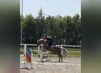 Deutsches Reitpony, Wallach, 9 Jahre, 148 cm, Palomino
