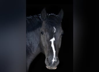 Deutsches Reitpony, Wallach, 9 Jahre, 148 cm, Rappe