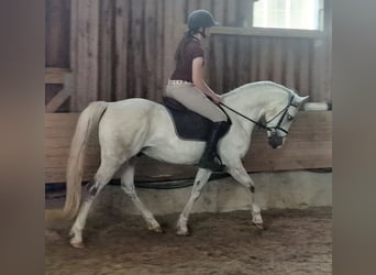 Deutsches Reitpony, Wallach, 9 Jahre, 148 cm, Schimmel