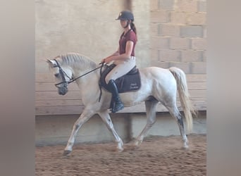 Deutsches Reitpony, Wallach, 9 Jahre, 148 cm, Schimmel