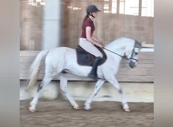Deutsches Reitpony, Wallach, 9 Jahre, 148 cm, Schimmel