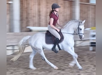 Deutsches Reitpony, Wallach, 9 Jahre, 148 cm, Schimmel
