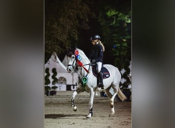 Deutsches Reitpony, Wallach, 9 Jahre, 148 cm, Schimmel