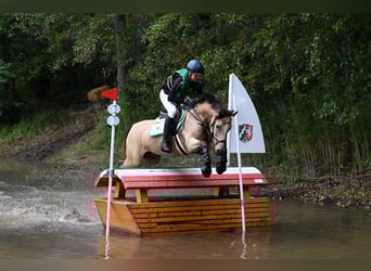 Deutsches Reitpony, Wallach, 9 Jahre, 149 cm, Buckskin