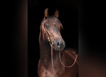 Deutsches Reitpony Mix, Wallach, 9 Jahre, 149 cm, Dunkelbrauner