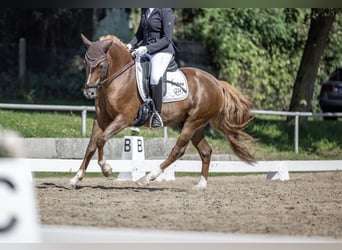 Deutsches Reitpony, Wallach, 9 Jahre, 149 cm, Dunkelfuchs